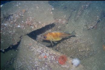 QUILLBACK ROCKFISH