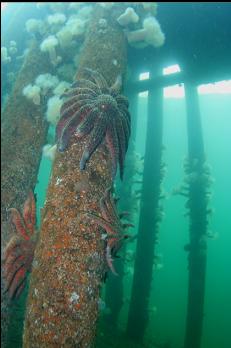 UNDER DOCK