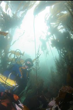 KELP IN THE SHALLOWS