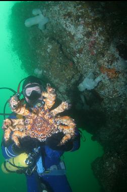 PUGET SOUND KING CRAB