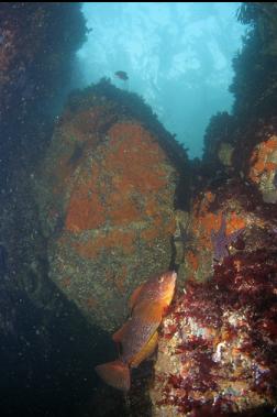 KELP GREENLING NEAR SURFACE