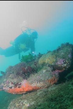 BOULDER ON REEF