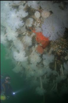 SUNFLOWER STAR AND ANEMONES ON BOW