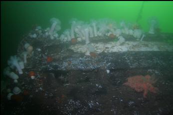 ANEMONES ON HULL NEAR STERN