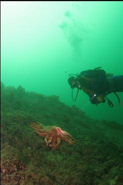 SUNFLOWER STAR