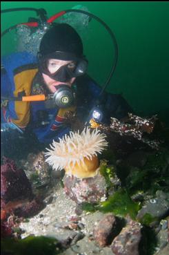 ONE OF THE FEW ANEMONES