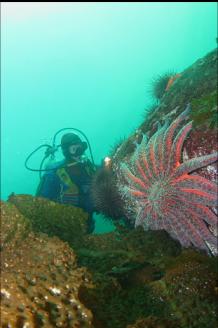 SUNFLOWER STAR