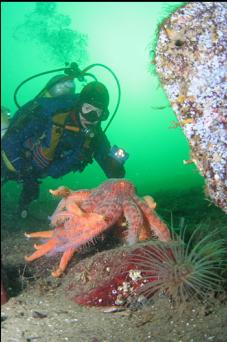 FIGHTING SUNFLOWER STARS