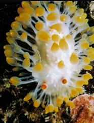 NUDIBRANCH