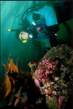 DIVER OVER REEF