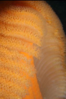 sea pen