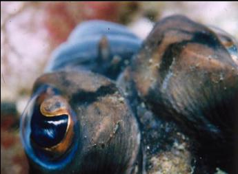 FLOUNDER EYE