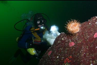 swimming anemone