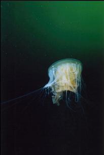 RED JELLYFISH