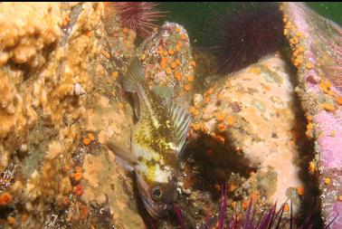 copper rockfish