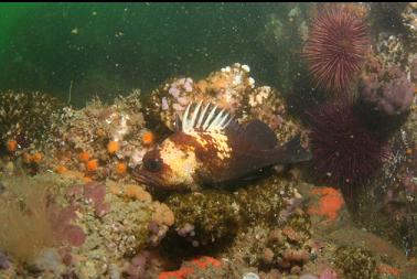 quillback rockfish