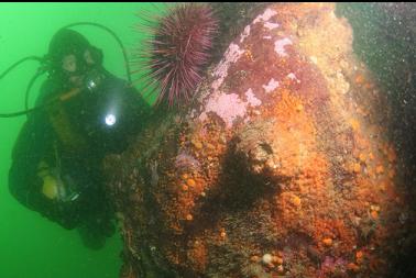 orange tunicates and urchin on boulder