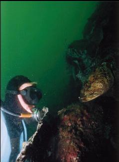 FRIENDLY LINGCOD