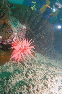 crimson anemone on silty rock