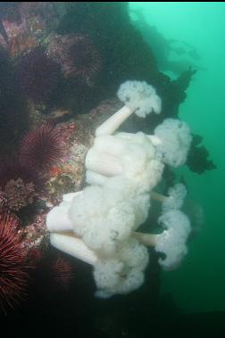 plumose anemones