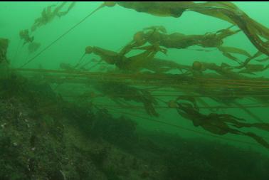 kelp in the current