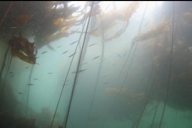 tube snouts in kelp