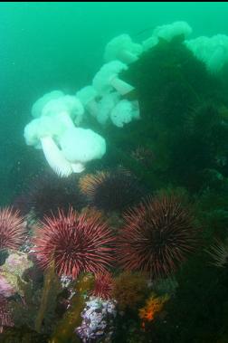 urchins and anemones