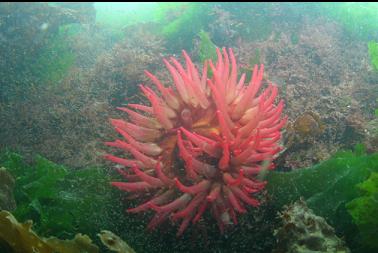 fish-eating anemone