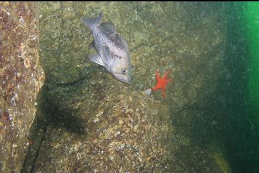 black rockfish on wall