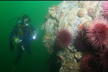 urchins on first dive