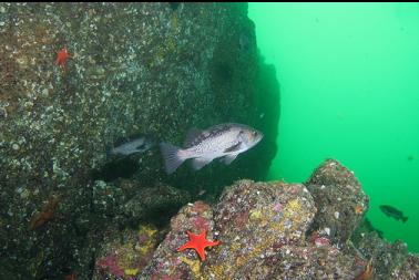 black rockfish