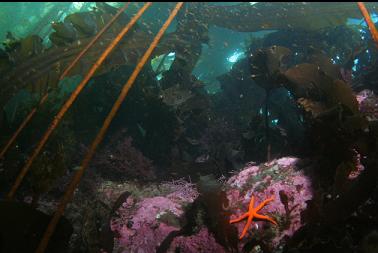 seastar on reef