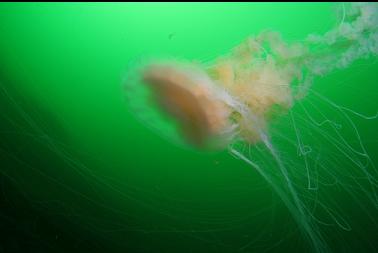 lion's mane 100 feet deep