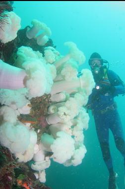 plumose anemones 