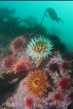 fish-eating anemones