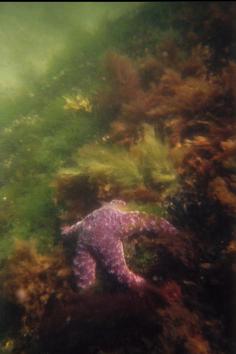 SEA STAR IN SHALLOWS