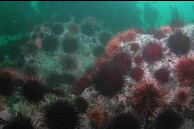 urchins on rocks in middle of bay
