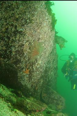 seastars on reef