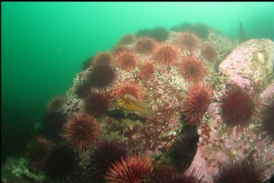 copper rockfish and urchins