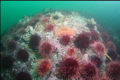 sunflower star and urchins