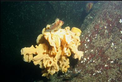 cropped closer-up cloud sponge and rockfish
