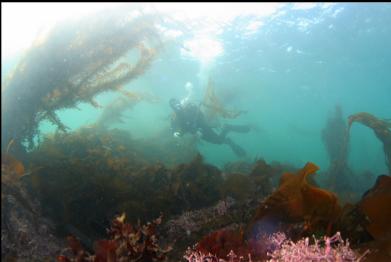 variety of kelp on shallow ledge