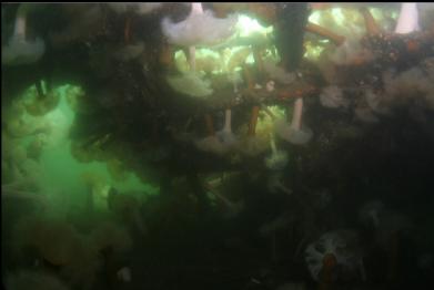 looking under wreckage covered with plumose anemones