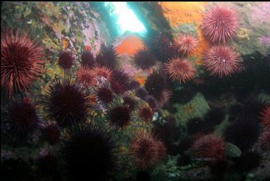 urchins near entry-point