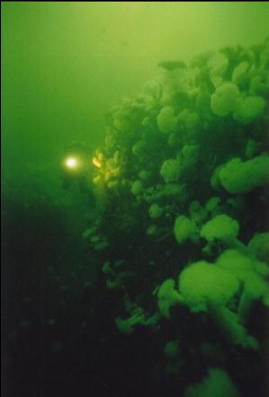 DIVER ON WRECK