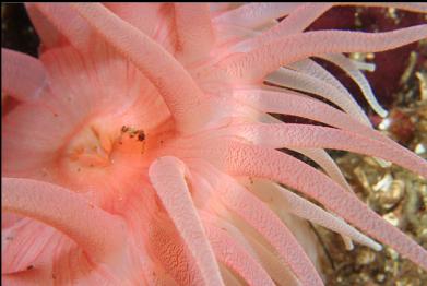 crimson anemone