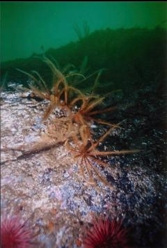 FEATHER STARS ON WALL