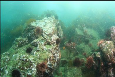 urchins on reef