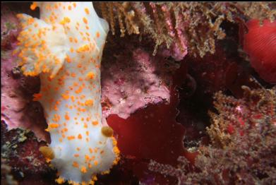 clown nudibranch