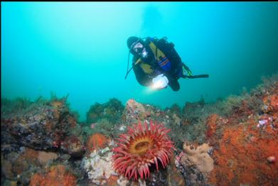 fish-eating anemone